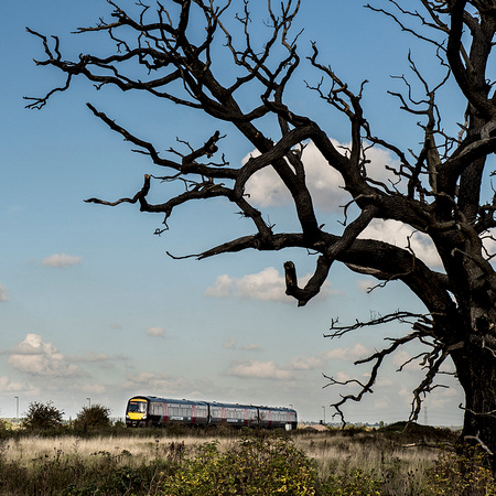 Dead Tree with Train